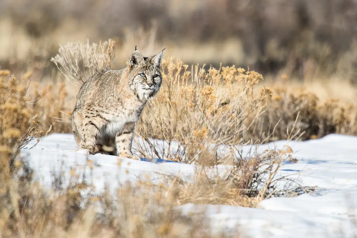 Bobcat in the snow on a Winter Wildlife Tour in Rocky Mountain National Park